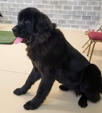 Go Rogue Dog Training Center LLC