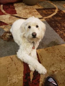 Manners For Your Mutts Dog Training