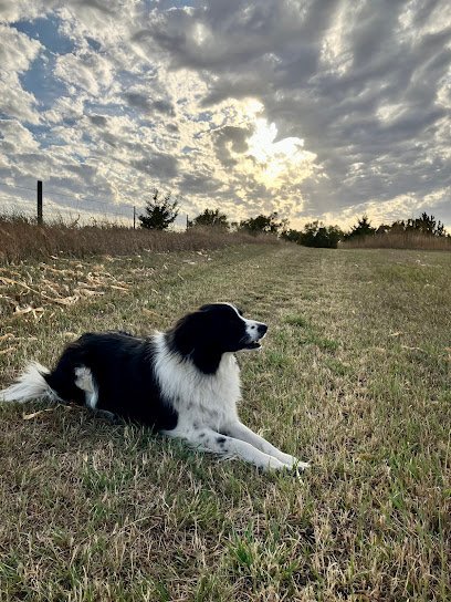 Roman’s Holistic Dog Training, llc