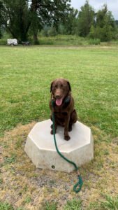 Coyote Creek Retrievers | Training ‚Ä¢ Breeding ‚Ä¢ Boarding
