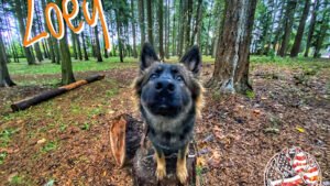 Off Leash K9 Training LLC