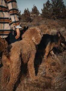 Paw 2 Paw LLC