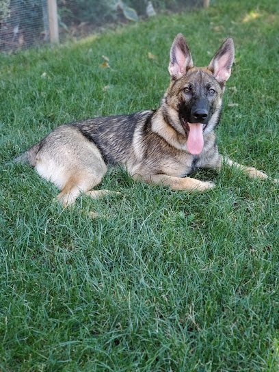 Von Dubinhaus Dog training