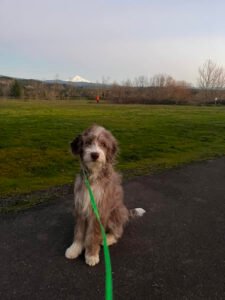 Valley View Canine