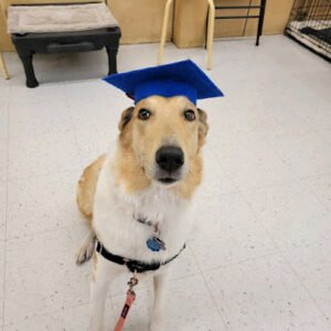 PetSmart Dog Training