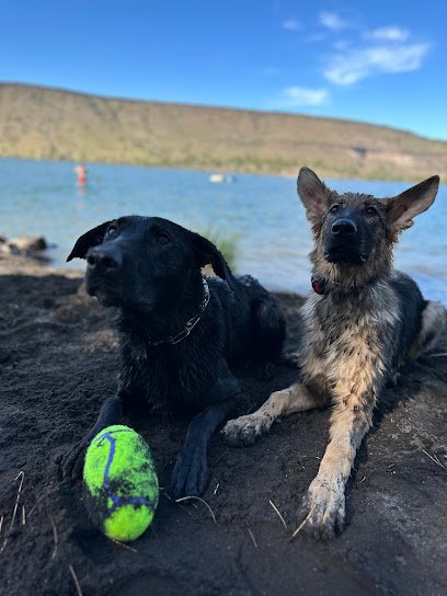 K9 Comprehension
