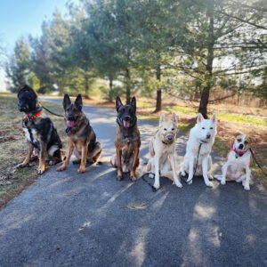 Taylor’d Dog Services LLC