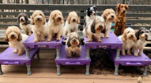 The Clever Hound LLC