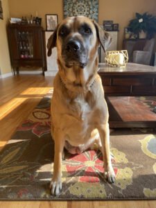ProActive Dog Training, LLC.