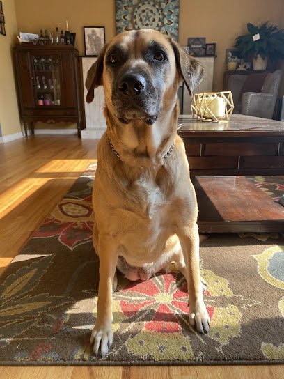 ProActive Dog Training, LLC.