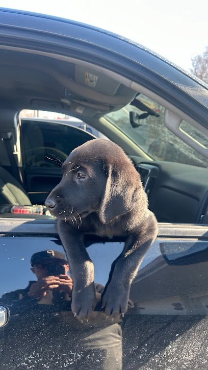Saabi-Sil Retrievers