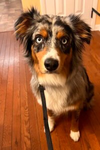 Cannon Canine Training, LLC