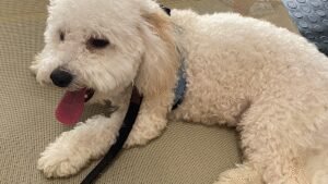 New Beginnings Dog Training, LLC