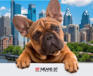 Sit Means Sit Dog Training – Philadelphia