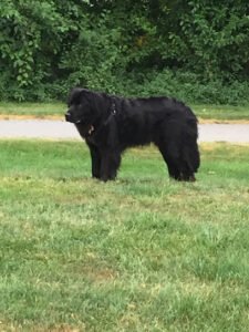 Killian’s Hillside Newfoundlands