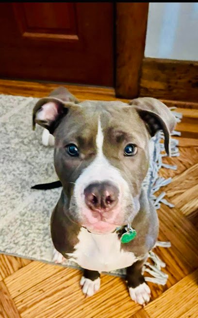 The Beauty of Dogs