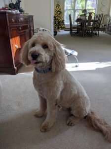 HeartDog