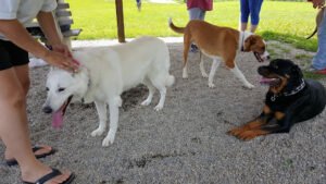 Dog Gone Happy Training & Pet Sitting
