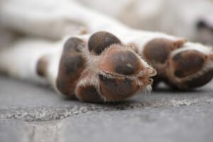 Kaye Ames People Training For Dogs
