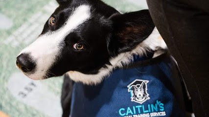 Caitlin’s Dog Training