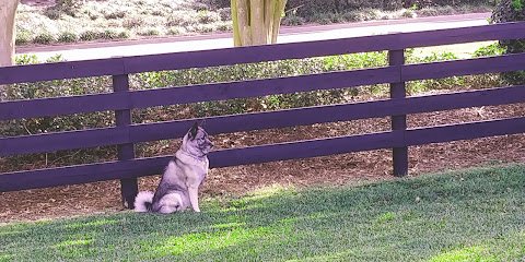 Elkhound Hill
