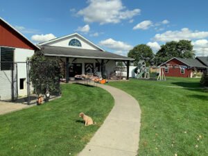 PetSmart Dog Training