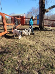 Patience Inspired Dog Training