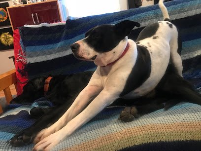 Dogs Got Class¬Æ Dog Training