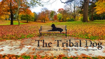 The Tribal Dog