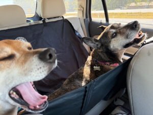 Beyond The Kennel LLC