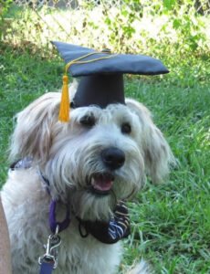 The Canine Mind LLC