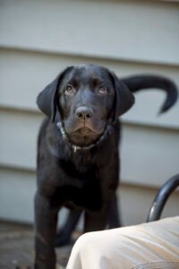 Swift Creek Kennel