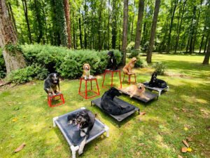 Second To None Dog Training