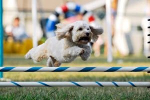 A Way To Play Dog Agility Club