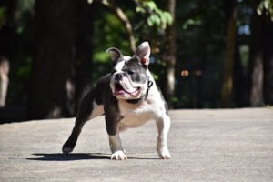 Georgia K9 South Carolina