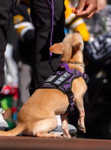 Columbia K9 Elite