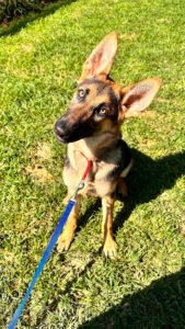 K9 Good Manners