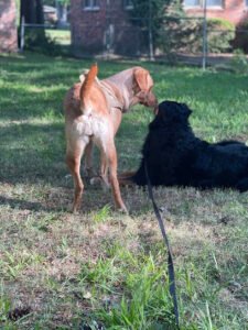 Calm Nature Dog Training