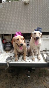 Sugarcane Kennels