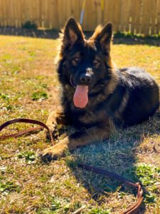 LowCountry K9