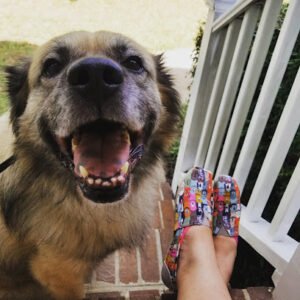 Canine Behavioral Arts Training and Boarding