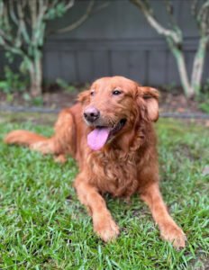Carolina K9, L.L.C.
