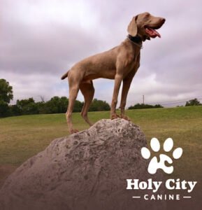 Holy City Canine
