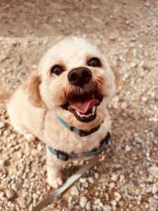 Wild Wags Dog Training