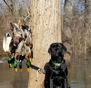 Palmetto Gun Dogs