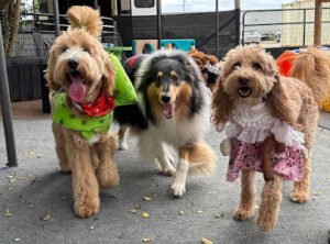 Camp Miracle Paws