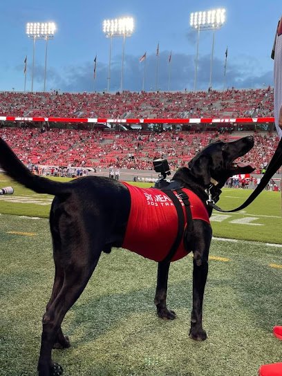 All-Star Dog Training