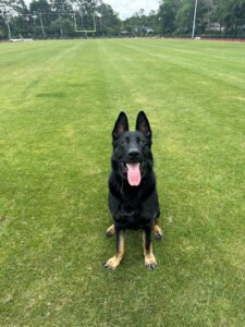 K9 Control Training