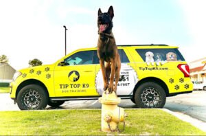 Tip Top K9 Myrtle Beach Dog Training