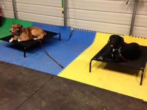 Priory K9 Training & Kennels